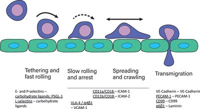 β2-Integrins – Regulatory and Executive Bridges in the Signaling Network Controlling Leukocyte Trafficking and Migration